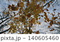 Low view on yellow maple leaves falling to ground in autumn forest. Close up of bright foliage flying at tree branches background. Colorful fall season. Slow motion 140605460