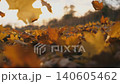 Detail view on yellow autumn leaves slowly falling. Ground covered with dry vivid foliage. Bright sunset light illuminates fallen leaves. Colorful fall season. Slow motion Dolly shot 140605462