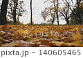 Close up view of empty autumn forest at sunset. Yellow maple leaves lie on lawn at woodland. Gently wind blowing through colorful foliage on the ground at park. Low angle view Slow motion 140605465