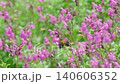 A bumblebee collects nectar from pink flowers, basking in the early summer sunlight. 140606352