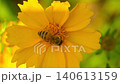 Macro. The honey bee collects pollen from a Lanceleaf Coreopsis flowers. Collects nectar 140613159