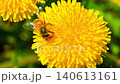Macro. The honey bee collects pollen from a dandelion flower. Collects nectar 140613161