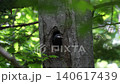 一隻黑啄木鳥幼鳥從巢穴探出頭來（北海道的一種野生鳥類） 140617439