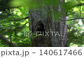 一隻黑啄木鳥幼鳥從巢穴探出頭來（北海道的一種野生鳥類） 140617466