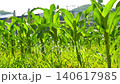Young green corn seedling growing in irrigated furrow on soil farmland, sustainable agriculture 140617985