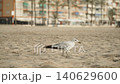 Seagull walks on beach sand in warm country, searches for food and tries to peck and pick up leftovers. Bird adaptation to coexistence with humans. Anthropogenic influence in resort seaside city. 140629600