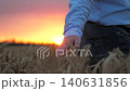 agriculture, wheat field, golden wheat farm field sunset, farmer hand touching golden ears wheat sunset, farmer engaged growing plants, plant products, farmer profession, agricultural crops, natural 140631856
