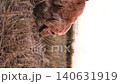 male dog handler walks with dog sunset, pet domestic pet sunset, pet and owner bond, twilight walk with dog, outdoor walk in woods, rural, instruction, togetherness, serene, leisure pet walk 140631919