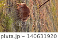 male dog handler walks with dog sunset, pet domestic pet sunset, scenic nature walk, wear, teaching, man walking alone, outdoor pet activities, ginger, nature appreciation walk, golden, grass 140631920