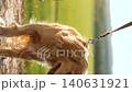 male dog handler walks with dog sunset, pet domestic pet sunset, discipline, responsible, sunlight, training dog outside, session, wellness, tranquil, relaxing walk with dog, beauty, responsibility 140631921