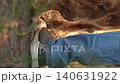 male dog handler walks with dog sunset, pet domestic pet sunset, glow, grass, dog walking routine, canine human, nature, patience, exercise, positive, man with dog, pet owner lifestyle, tranquil 140631922