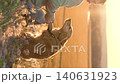 male dog handler walks with dog sunset, pet domestic pet sunset, animal companionship moments, male pet owner, forest sunset walk, relaxing with pets, dog petting session, leisurely pet walk, peaceful 140631923