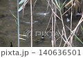 【東京・小川】小魚とヨシ 【東京・小川】小魚とヨシ 140636501