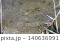 ~メダカの学校は池の中~ ~メダカの学校は池の中~ 140636991