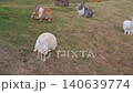 Group of diverse fluffy rabbits grazing on a grassy hillside in the countryside. Multiple breeds with white, brown and grey fur exploring an outdoor field environment during daylight hours. 140639774