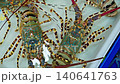Top view of live spiny lobsters in seafood tank at fish market in Thailand 140641763