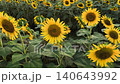 Fresh sunflowers standing tall with rich brown centers and golden petals 140643992