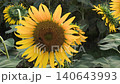 Beautiful sunflower blossoms glowing under natural light in a garden setting 140643993