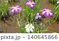 風に揺れるハナショウブ 140645866