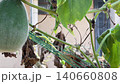 Pan Right Shot From Young Green Wax Gourd To Mature Winter Melon 140660808