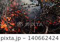 Closeup burning campfire, fire flames on wood logs and tree branches in forest 140662424
