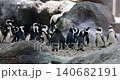 African penguins gathering on rocky shoreline with pebbles 140682191