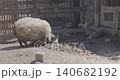 Large pig looking for food in the rural pen 140682192