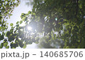 Green tree leaves move in sunlight with bright sun rays shining through branches 140685706