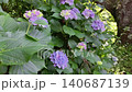 繡球花盛開，綠葉點綴，構成了自然的田園風光。 140687139