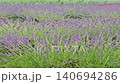 this is laverder farm at Fuji Mountain  140694286