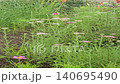 this is laverder farm at Fuji Mountain  140695490