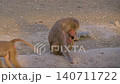 Baboons are walking around and eating something 140711722