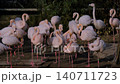 Flock of pink graceful flamingos standing on one leg at zoo in Bursa, Turkey 140711723