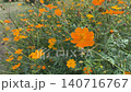 盛開的黃色波斯菊。一段橘色花朵隨風搖曳的影片。 140716767