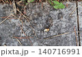 A Group of Ants Working Together to Carry a Large Piece of Food on the Pavement 140716991