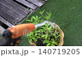 Watering plants, longevity spinach in a pot with a garden hose. Top view. Summer concept. 140719205