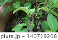 Green plant, Gynura procumbens or longevity spinach covered with water droplets. Close up view. 140719206