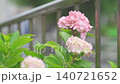 雨中の紫陽花 140721652