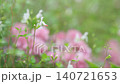 雨中のチェリーセージ 140721653