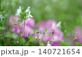 雨中のチェリーセージ 140721654