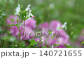 雨中のチェリーセージ 140721655
