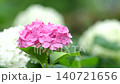 雨中の紫陽花 140721656