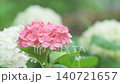 雨中の紫陽花 140721657