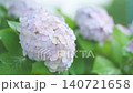 雨中の紫陽花 140721658