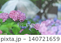 雨中の紫陽花 140721659