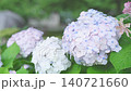 雨中の紫陽花 140721660
