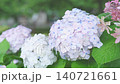雨中の紫陽花 140721661