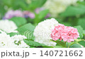 雨中の紫陽花 140721662