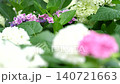 雨中の紫陽花 140721663