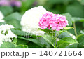雨中の紫陽花 140721664
